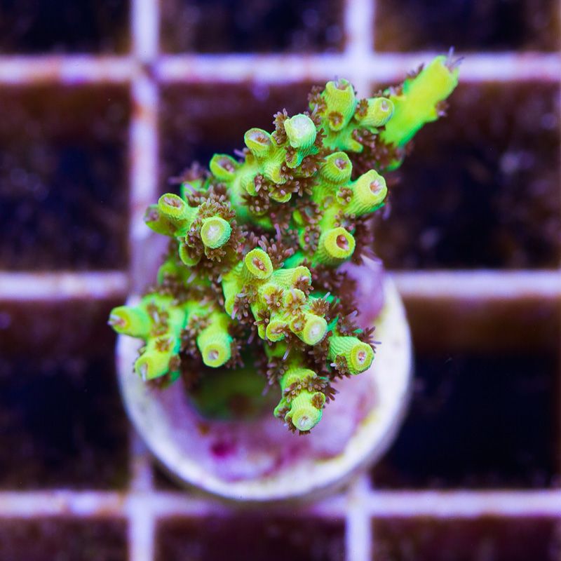 newcoral1568b - 100 New WYSIWYG Acros at Cherry Corals!
